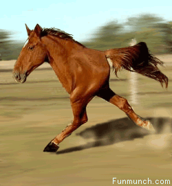 2 legged horse
